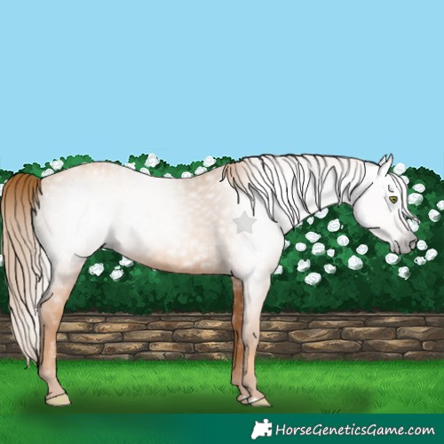 Horse Color:Gray Gold Champagne 