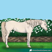 Horse Color:Perlino