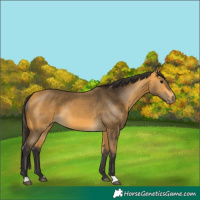 Horse Color:Buckskin 