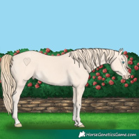 Horse Color:Perlino 