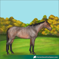 Horse Color:Bay Roan 