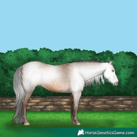 Horse Color:Gray Amber Champagne 