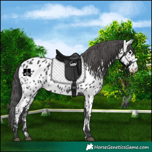 Horse Color:Black Appaloosa 