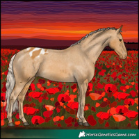 Horse Color:Palomino Appaloosa