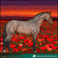 Horse Color:Bay Roan 