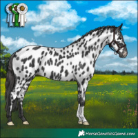 Horse Color:Black Appaloosa