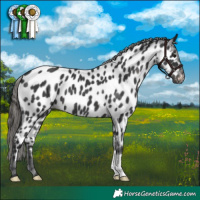 Horse Color:Black Appaloosa