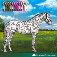 Horse Color:Grullo Appaloosa 