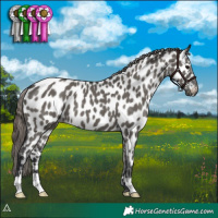 Horse Color:Grullo Appaloosa 