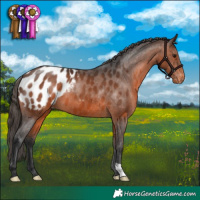 Horse Color:Brown Appaloosa 