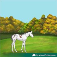 Horse Color:Brown Sabino Splash 