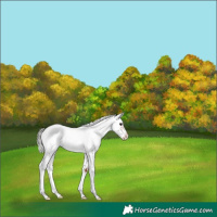 Horse Color:Silver Brown Sabino Rabicano 