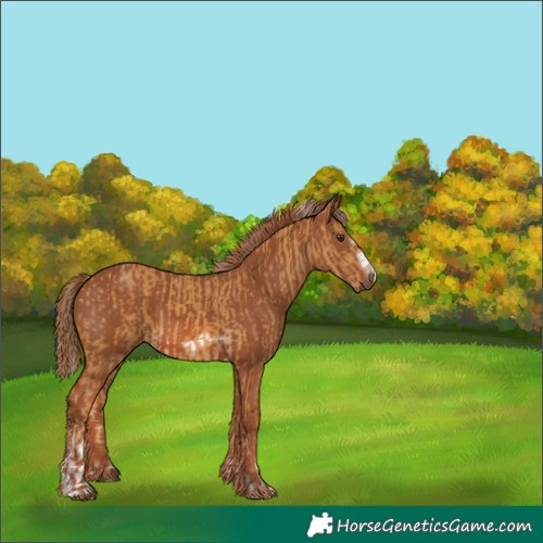 Horse Color:Palomino Tobiano  and Chestnut Frame 