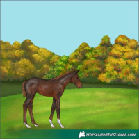 Horse Color:Liver Chestnut 