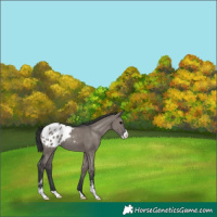 Horse Color:Grullo Sabino Appaloosa 