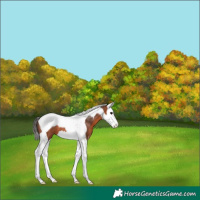 Horse Color:Bay Splash Tobiano