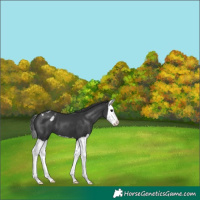 Horse Color:Black Splash Varnish 