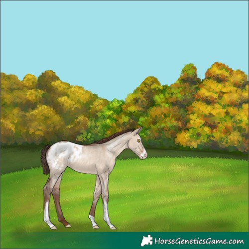 Horse Color:Sable Champagne Dun Sabino Blanket