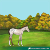 Horse Color:Sable Champagne Dun Sabino Appaloosa 