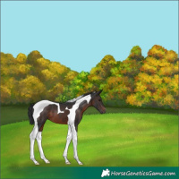 Horse Color:Brown Tobiano 