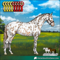 Horse Color:Bay Dun Appaloosa 