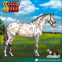 Horse Color:Bay Dun Appaloosa