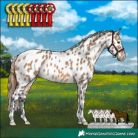 Horse Color:Bay Dun Appaloosa 