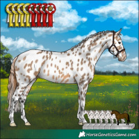 Horse Color:Bay Dun Appaloosa 