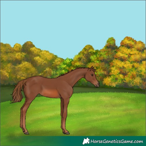 Horse Color:Chestnut 