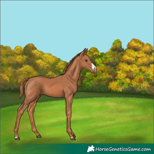 Horse Color:Chestnut Frame 