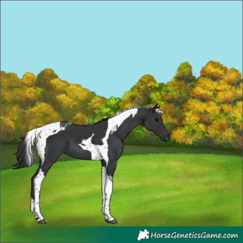 Horse Color:Black Tobiano 