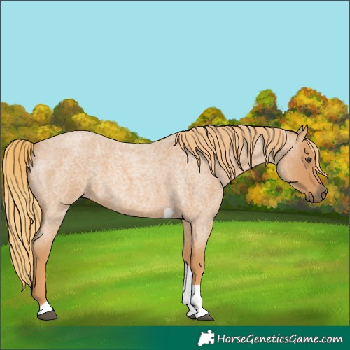 Horse Color:Red Roan Tobiano 