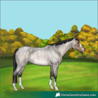 Horse Color:Brown Roan Dun 