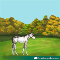 Horse Color:White Spotted Brown Dun Frame 