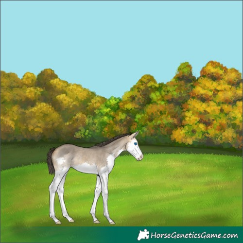 Horse Color:Buckskin Roan Dun Sabino Splash 