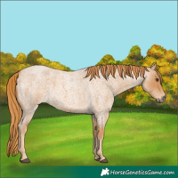 Horse Color:Red Roan 