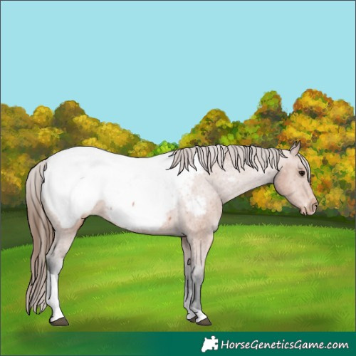 Horse Color:Bay Tobiano Near Fewspot 