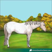 Horse Color:Bay Tobiano Appaloosa 