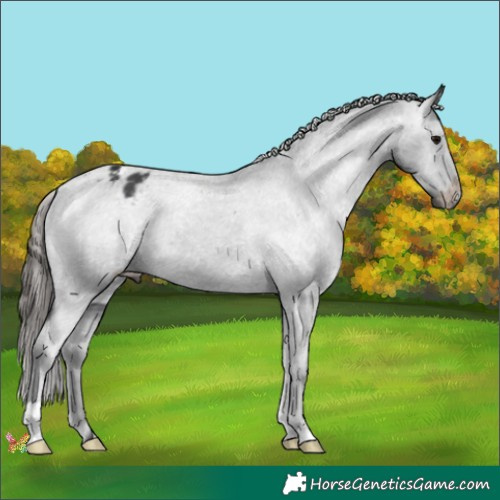 Horse Color:Black Appaloosa 