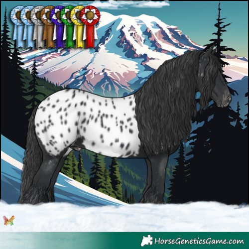 Horse Color:Black Appaloosa 