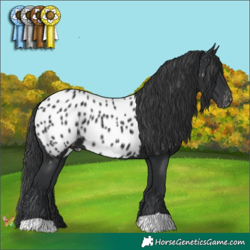 Horse Color:Black Appaloosa 