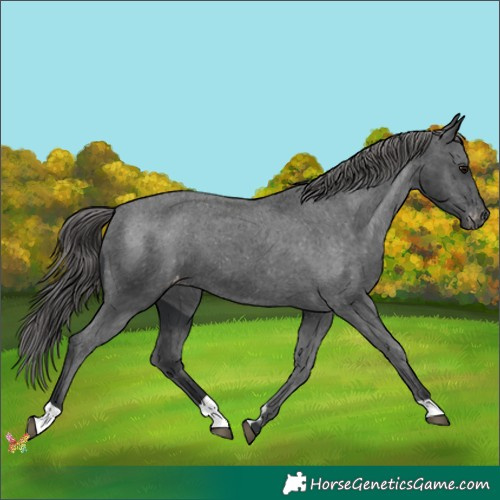 Horse Color:Black Appaloosa 
