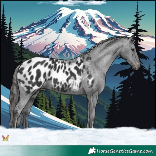 Horse Color:Black Appaloosa 