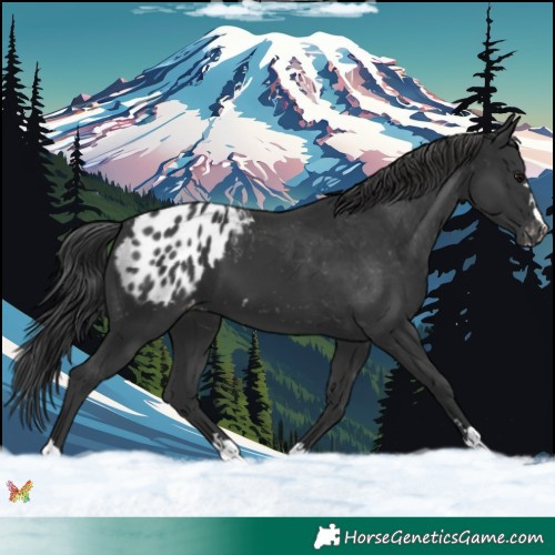 Horse Color:Black Appaloosa 