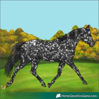 Horse Color:Black Snowflake Varnish