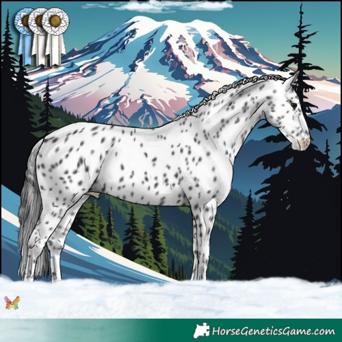 Horse Color:Black Appaloosa 