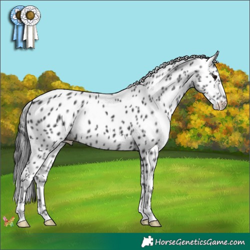 Horse Color:Black Appaloosa 