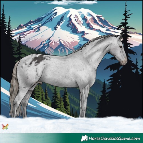 Horse Color:Smoky Black Appaloosa 