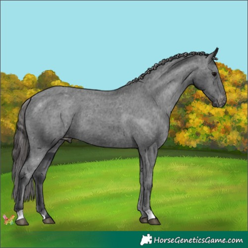 Horse Color:Black Appaloosa 