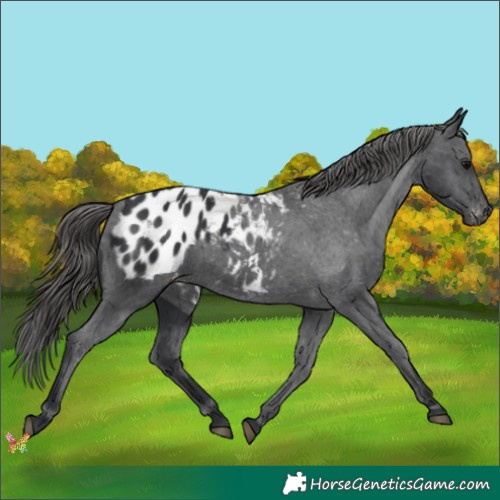 Horse Color:Black Appaloosa 